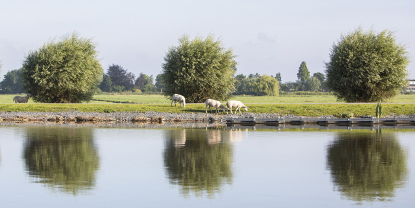 sheep graze on embankment of amstel river not far from amsterdam on sunny summer morning