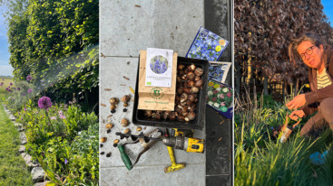 bollen planten herfst