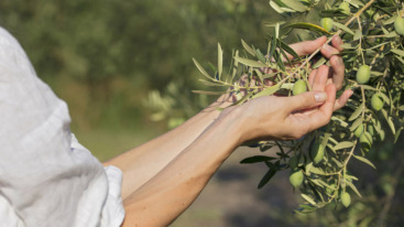 Young girl holding in hands fresh olive on the tree.