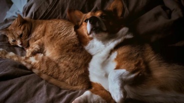 Chagrijnige kat en hond. Kunnen dieren ook last hebben van een winterdip?