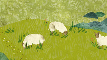 header schaapjes tellen teamuitje