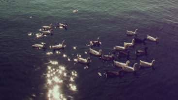 leven met zeven verhaege 2