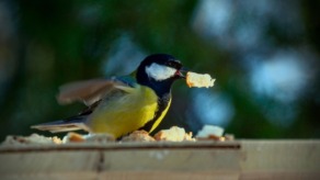 Vogels voeren in de tuin