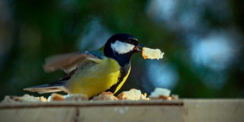 Vogels voeren in de tuin