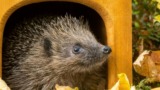 egelhuis, egels in de tuin