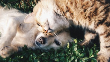 kunnen huisdieren vegetarisch eten?