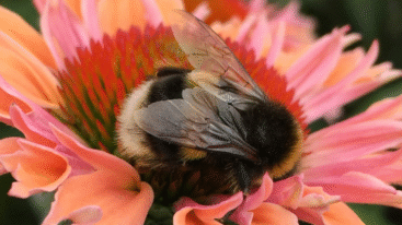 foto van een bij in een bloem