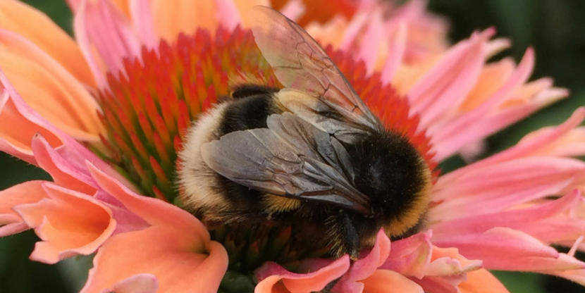 foto van een bij in een bloem