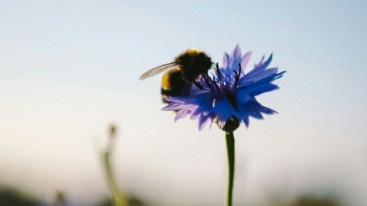 Hommel op een bloem