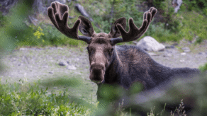 Eland_Ron_Buskirk_gettyimages
