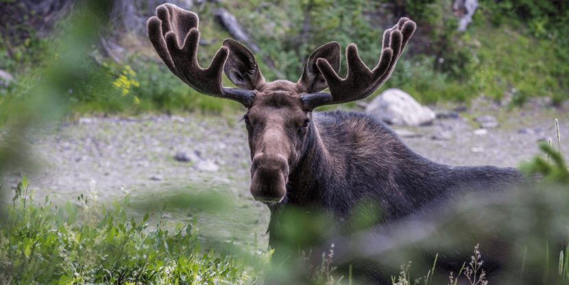 Eland_Ron_Buskirk_gettyimages
