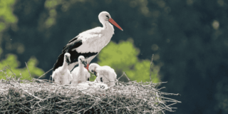 Ooievaar op een nest met jongen