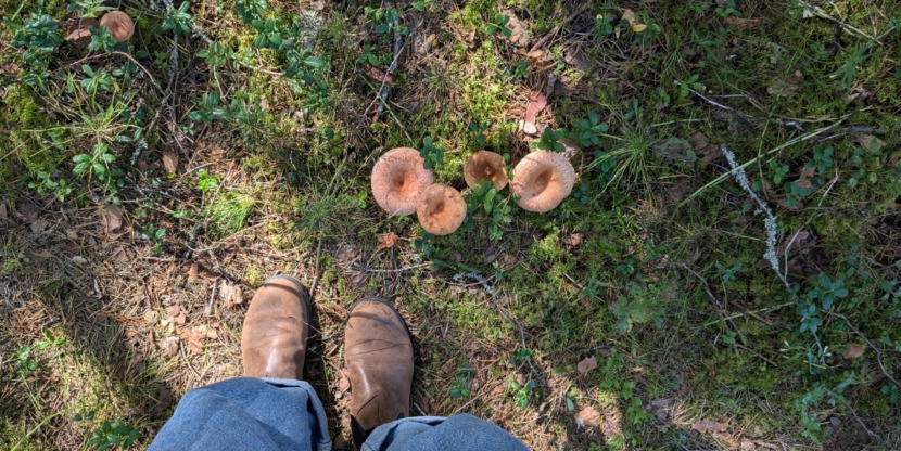 bushcraft paddenstoelen