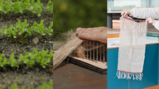 Zelf vlas verbouwen doe je in drie fases