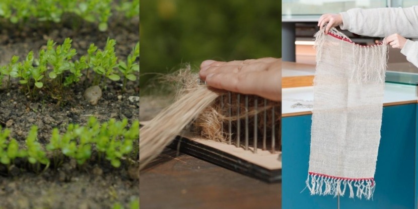 Zelf vlas verbouwen doe je in drie fases