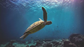 Zeeschildpad zwemt in de zee