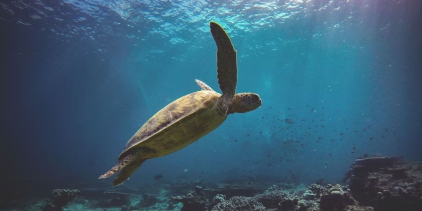 Zeeschildpad zwemt in de zee