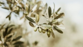 olijfolie extra vierge