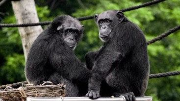vriendschap chimpansees