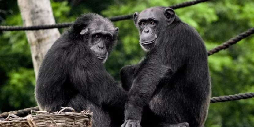 vriendschap chimpansees