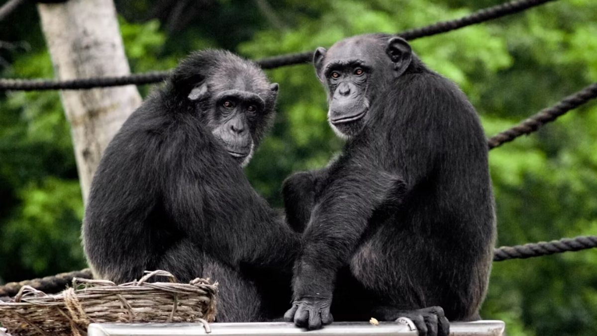 Ook alfamannen hebben vriendschap nodig: wat chimpansees ons kunnen leren over mannenvriendschappen